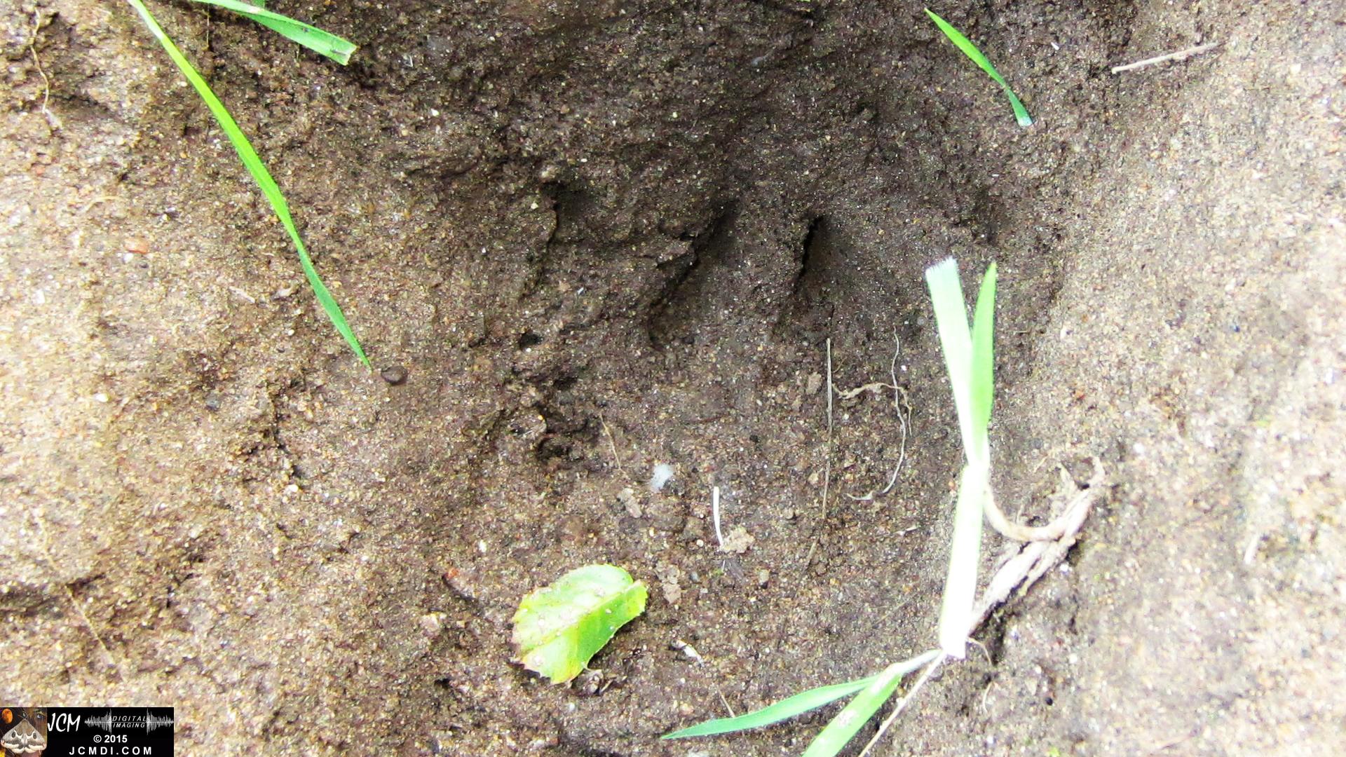 Whitney Canyon dig hole by badger skunk or raccoon